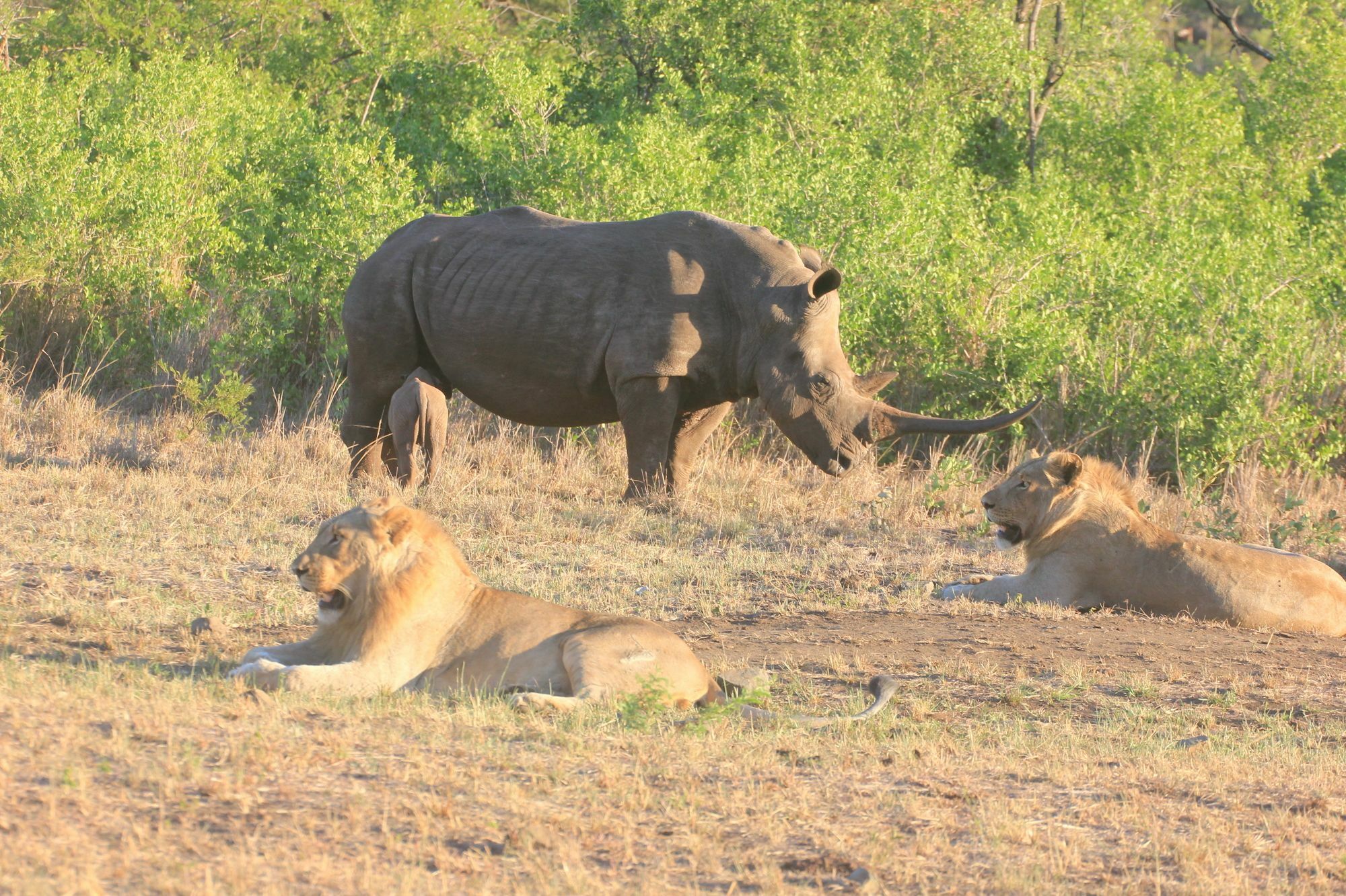 Rhino Ridge Safari Lodge KwaNompondo Exterior foto